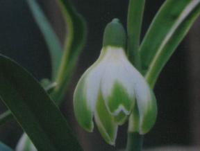Galanthus Lilly Cords Foto Bauer