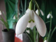 Galanthus Nothing Special Foto Brandt